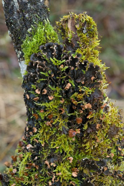 Peltigera praetextata-1